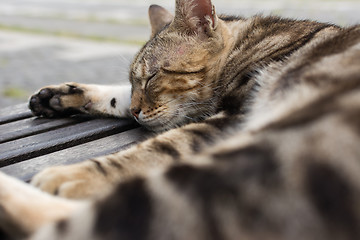 Image showing Cat sleep on a chair.