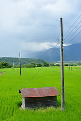 Image showing Rice farm in country