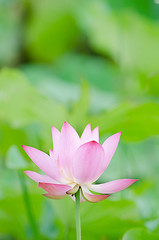 Image showing Lotus flower