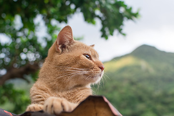 Image showing Ginger tabby cat lying on the roof.