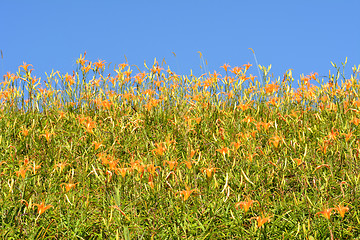 Image showing Field of tiger lily