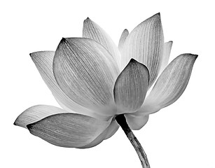 Image showing isolated lotus