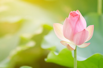 Image showing Morning lotus