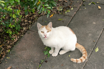 Image showing Undomesticated cat