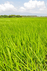 Image showing Rice farm in country