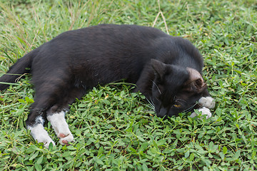 Image showing cat lying on the grass.