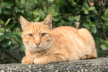 Image showing city cat