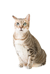 Image showing tabby cat