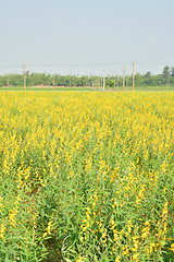 Image showing Yellow flower fields