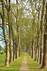 Image showing Walkway in Park