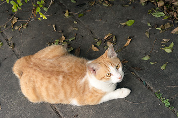 Image showing Undomesticated cat