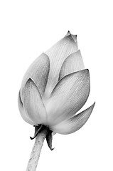 Image showing isolated lotus