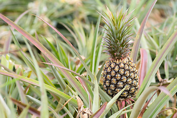 Image showing Pineapple farm 