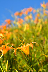 Image showing Tiger lily(Daylily) flower