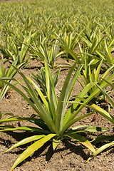 Image showing Pineapple farm
