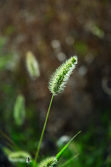 Image showing Grass Seedling