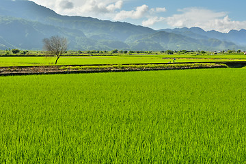 Image showing Rice farm in country