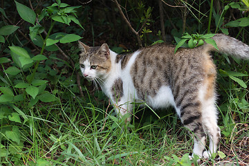 Image showing Tabby cat standing on the grassland.