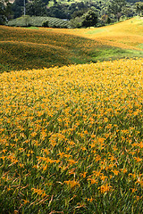 Image showing Field of tiger lily