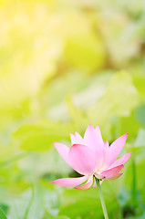 Image showing Morning lotus