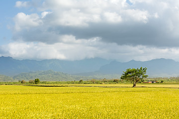 Image showing Golden rural scenery