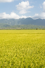 Image showing Golden rural scenery