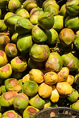 Image showing Coconuts