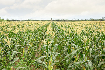Image showing corn maize farm
