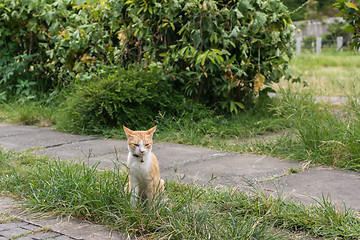 Image showing Cat sitting on the grass.