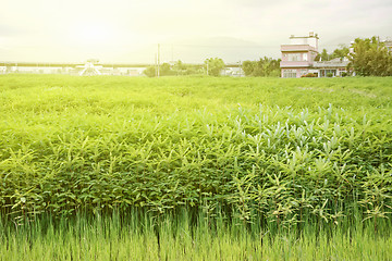 Image showing Rural scenery 