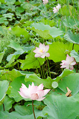 Image showing Lotus flower