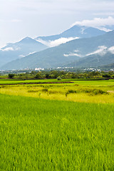 Image showing Rice farm in country