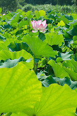 Image showing Lotus flower