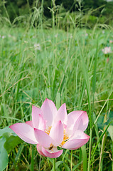 Image showing Lotus flower