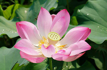 Image showing Lotus flower