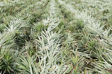 Image showing Pineapple farm after harvest