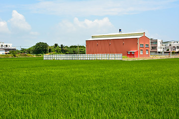 Image showing Rice farm in country