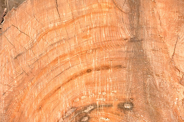 Image showing Old wooden texture