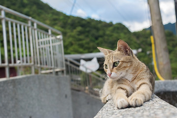 Image showing Cat lying on the wall.