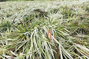 Image showing Pineapple farm after harvest