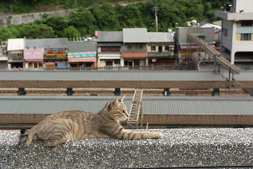 Image showing Cat lying on the wall.