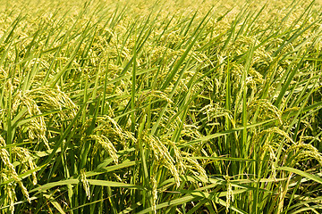 Image showing Golden paddy rice farm