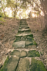 Image showing Forest pathway with stairs