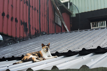 Image showing Cat lying on the roof. 