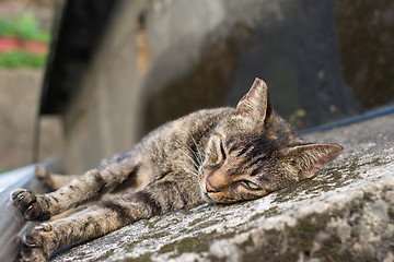 Image showing Cat lying on the floor.