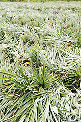 Image showing Pineapple farm after harvest