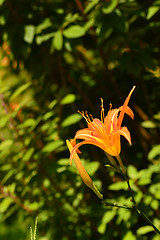 Image showing Tiger lily