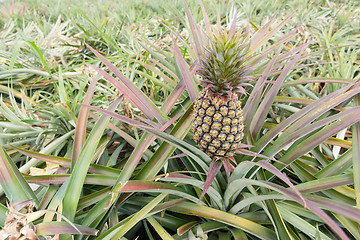 Image showing Pineapple farm 