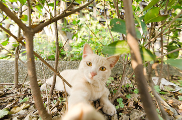 Image showing cat in city