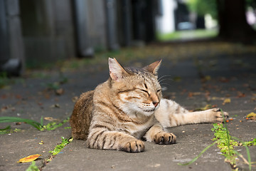 Image showing Stray tabby cat